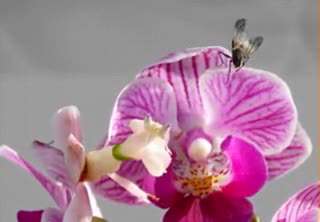 لحظه شکار یک مگس توسط گل Mantis